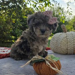 Flower - Blue female Poodle puppy in Hopkins, Missouri from Mowry Creek Mini Aussiedoodles and More
