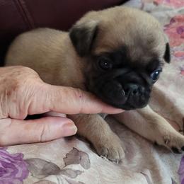 AKC Boy 2 light fawn - Fawn male Pug puppy in Phoenix, Arizona from Pug Place Phoenix