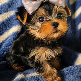 Yorkshire Terriers from HelloBeautifulYorkies