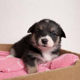 Pembroke Welsh Corgi Puppies from Rollnoaks & Cottontail AKC Pembroke Welsh Corgis