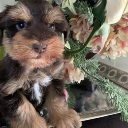 Lady - Liver female Miniature Schnauzer puppy in Kentucky from Mrs Bs Teeny Schnauzers & Doodles
