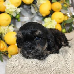 Bandit- F1B Mini AussieDoodle Boy in NC- Black Phantom - Black phantom male Aussiedoodle puppy in Stokesdale, North Carolina from His and Hers Poodles and Doodles