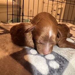 Goldendoodle Puppies from Golden doodle love 💕