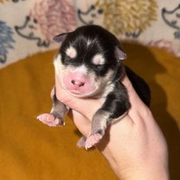 Girl 3 - Black and white female Pomsky puppy in Centerville, Iowa from LJ Kennels Pomskies, LLC