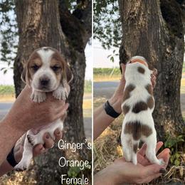 Girl 6 - female Beagle puppy in Brownsville, Oregon from Beagles on the Run