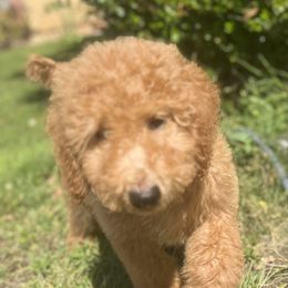 Australian Labradoodle, Goldendoodle, and Poodle Puppies from Grammy's Puppy Love