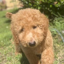 Australian Labradoodle, Goldendoodle, and Poodle Puppies from Grammy's Puppy Love