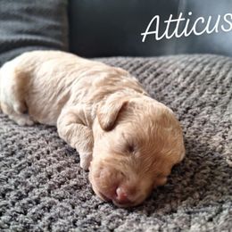 Atticus - Apricot male Goldendoodle puppy in Eau Claire, Wisconsin from Fisher River Doodle's