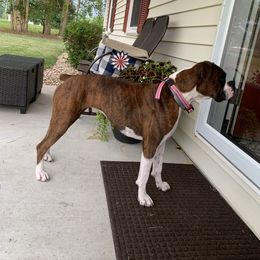Finley - Boxer
