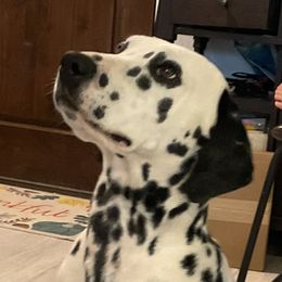 Sybil - Dalmatian