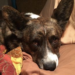 Gunner - Cardigan Welsh Corgi