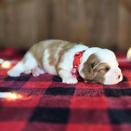 Dancer - Blenheim male Cavalier King Charles Spaniel puppy in Preston, Maryland from Katie's Pups
