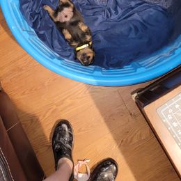 Rottweiler Puppies from Von Haus of Pearl