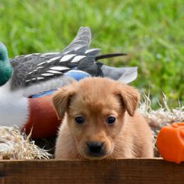 Red collar - Yellow male Labrador Retriever puppy in Gober, Texas from Trigger Time Kennels