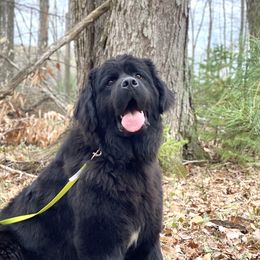 Lexi  - Newfoundland