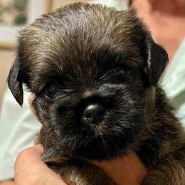 Ozzie - Black and tan male Brussels Griffon puppy in Easley, South Carolina from Full of Shih Tzus