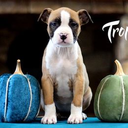 Tropicana - American Staffordshire Terrier puppy in Powhatan, Virginia from Ohana Amstaffs and Aussies
