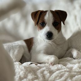 Jack Russell Terrier Puppies from Shavano Creek Jack Russell Terriers, LLC