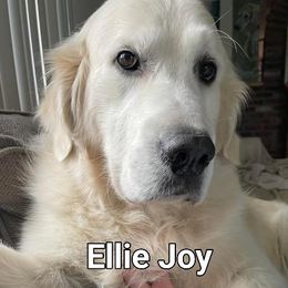 Ellie - Golden Retriever