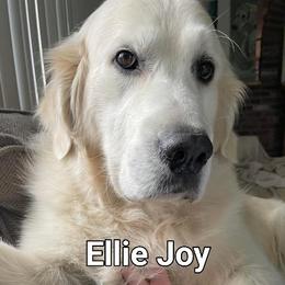 Ellie - Golden Retriever