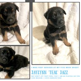 German Shepherd Puppies from Mountain Kraft K9 Kennel