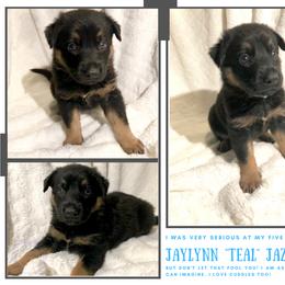German Shepherd Puppies from Mountain Kraft K9 Kennel