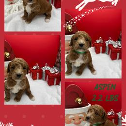 Aspen - Red  male Goldendoodle puppy in Wayland, New York from Loris Pampered Pooches💕