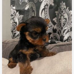 Girl 2 - Black and gold female Yorkshire Terrier puppy in Chino Hills, California from Chino Hills Yorkies