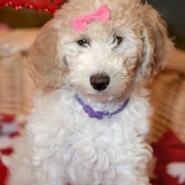 Purple - Goldendoodle puppy from High Quality Goldendoodles
