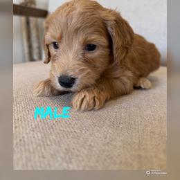 Charlie - Apricot male Goldendoodle puppy in Glendale, Arizona from Follow Your Bliss Doodles