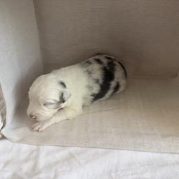 Harmony - Blue merle female Australian Shepherd puppy in Weeki Wachee, Florida from Ace of Spades Australian Shepherds