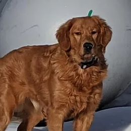 Chesapeake Bay Retrievers and Golden Retrievers from Lakes 'N Fields Retrievers