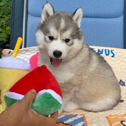 Siberian Husky Puppies from Canace Siberians