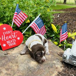 Yellow - Liver roan female German Shorthaired Pointer puppy in Jefferson, Georgia from Miracles Happen Farm