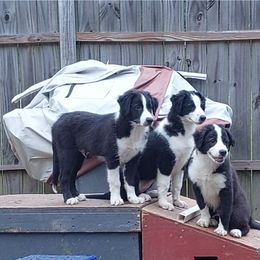 English Shepherd Puppies from Damato's English Shepherds