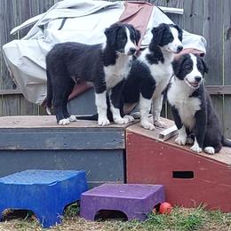 English Shepherd Puppies from Damato's English Shepherds