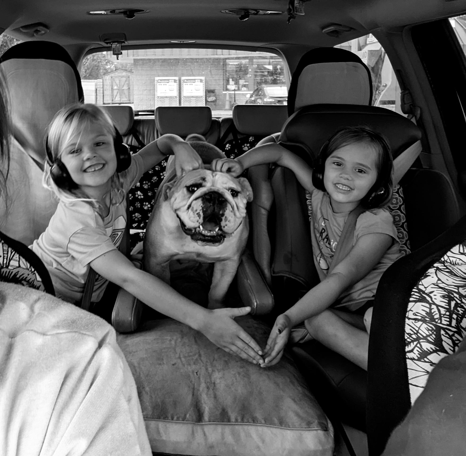 White Stone Ranch in Missouri Bulldog, French Bulldog or Miniature