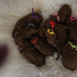 Poodle Puppies from Celebrity Red Standards