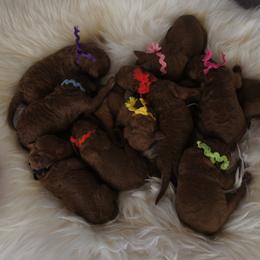 Poodle Puppies from Celebrity Red Standards