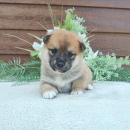 Caden - Red male Shiba Inu puppy in Clayton, Illinois from Adorable-Puppies