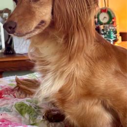 Holly - Dachshund