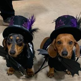 Dachshunds from Double R Ranch