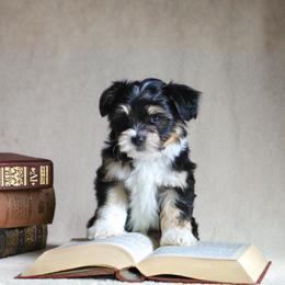 Shih Tzu Puppies from Nelly Kolomiyets