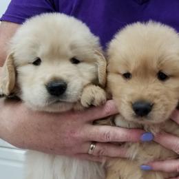 Golden Retriever Puppies from SUN-GOLDEN KENNELS