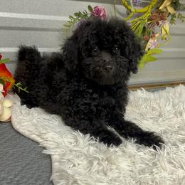 Lola Mae - Black female Poodle puppy in Elgin, South Carolina from Silver Bells Paw Prints