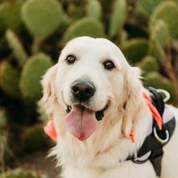 Bella Lucero - Golden Retriever