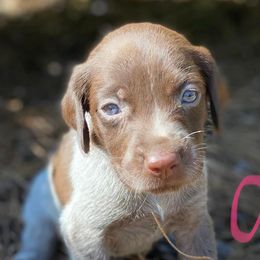 German Shorthaired Pointers from CC GSPs