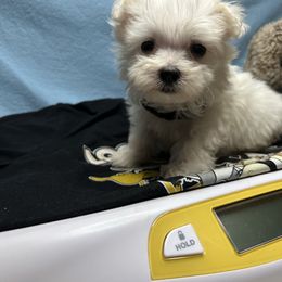 Black collar - White male Maltese puppy in Clover, South Carolina from Cudi’s Buddies