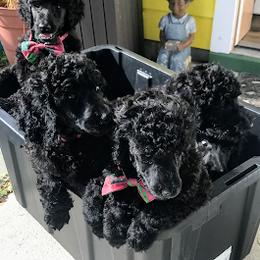 Poodle Puppies from Cisco Standard Poodles
