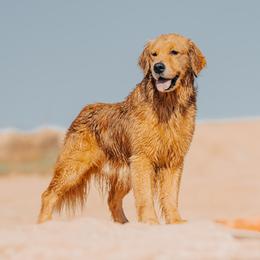 Flint - Golden Retriever